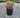 Minuet Weigela