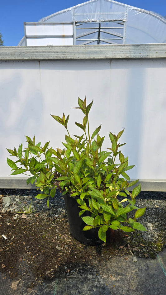 Weigela hybrid Picobella Bianco ('TVP4')