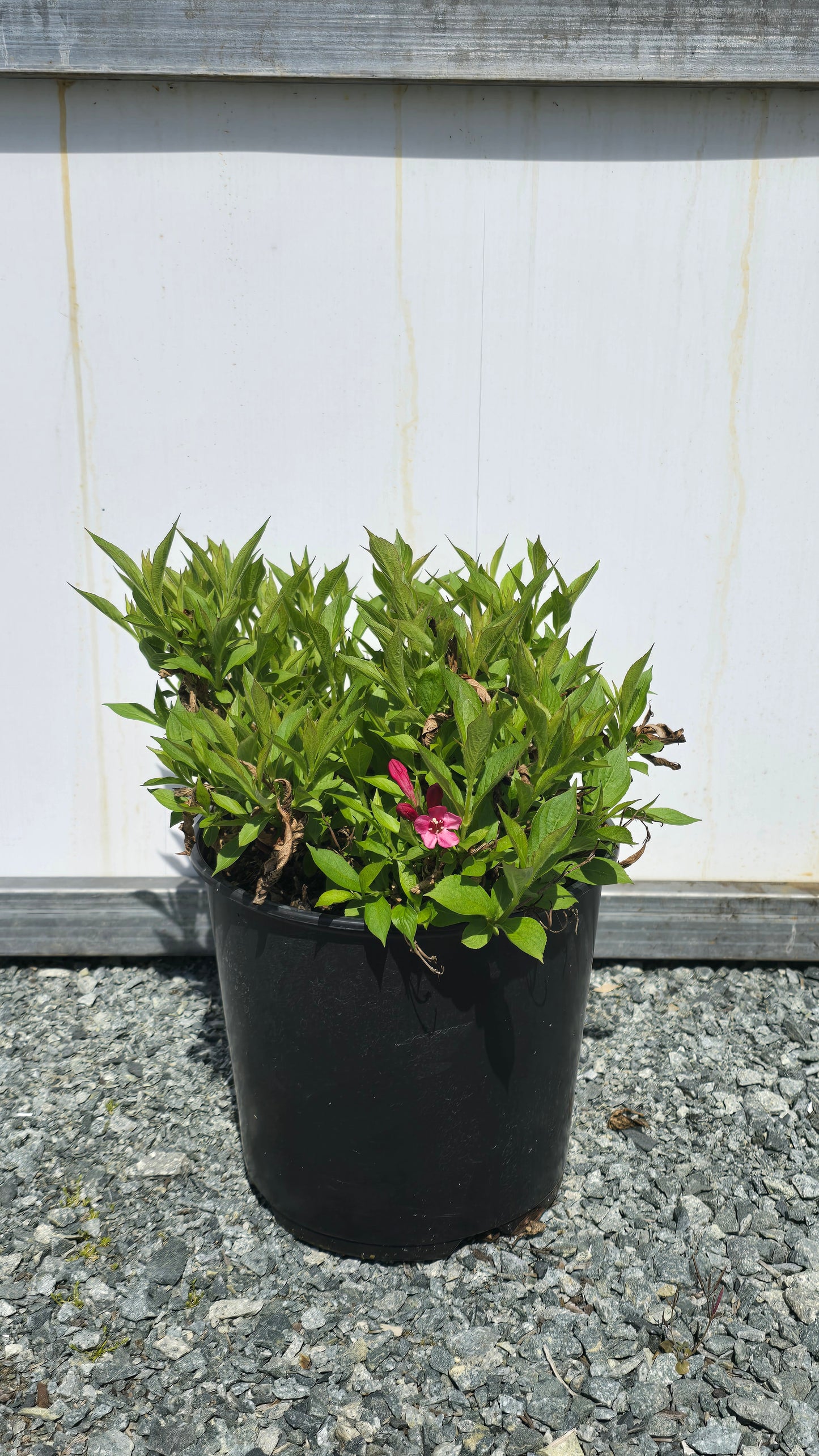 Weigela hybrid 'Picobella Rosa' ('TVP2') (Weigela)
