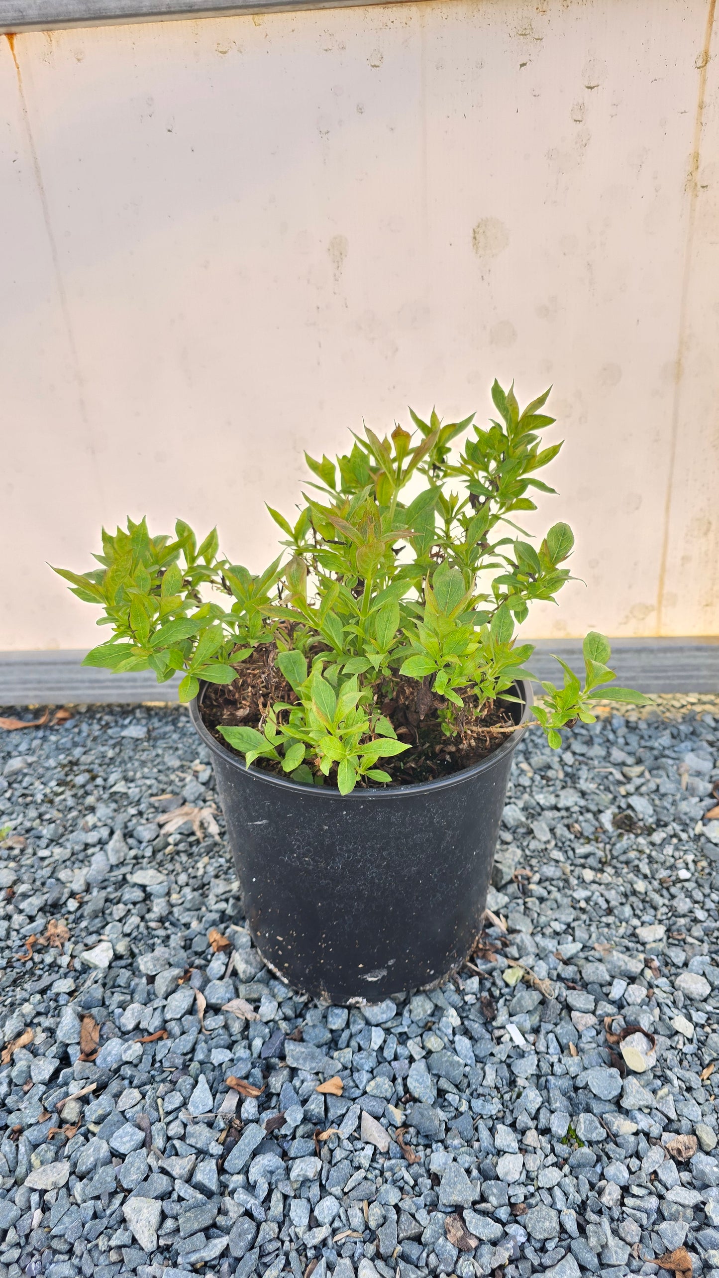 Weigela hybrid Picobella Rosso ('TVP3')