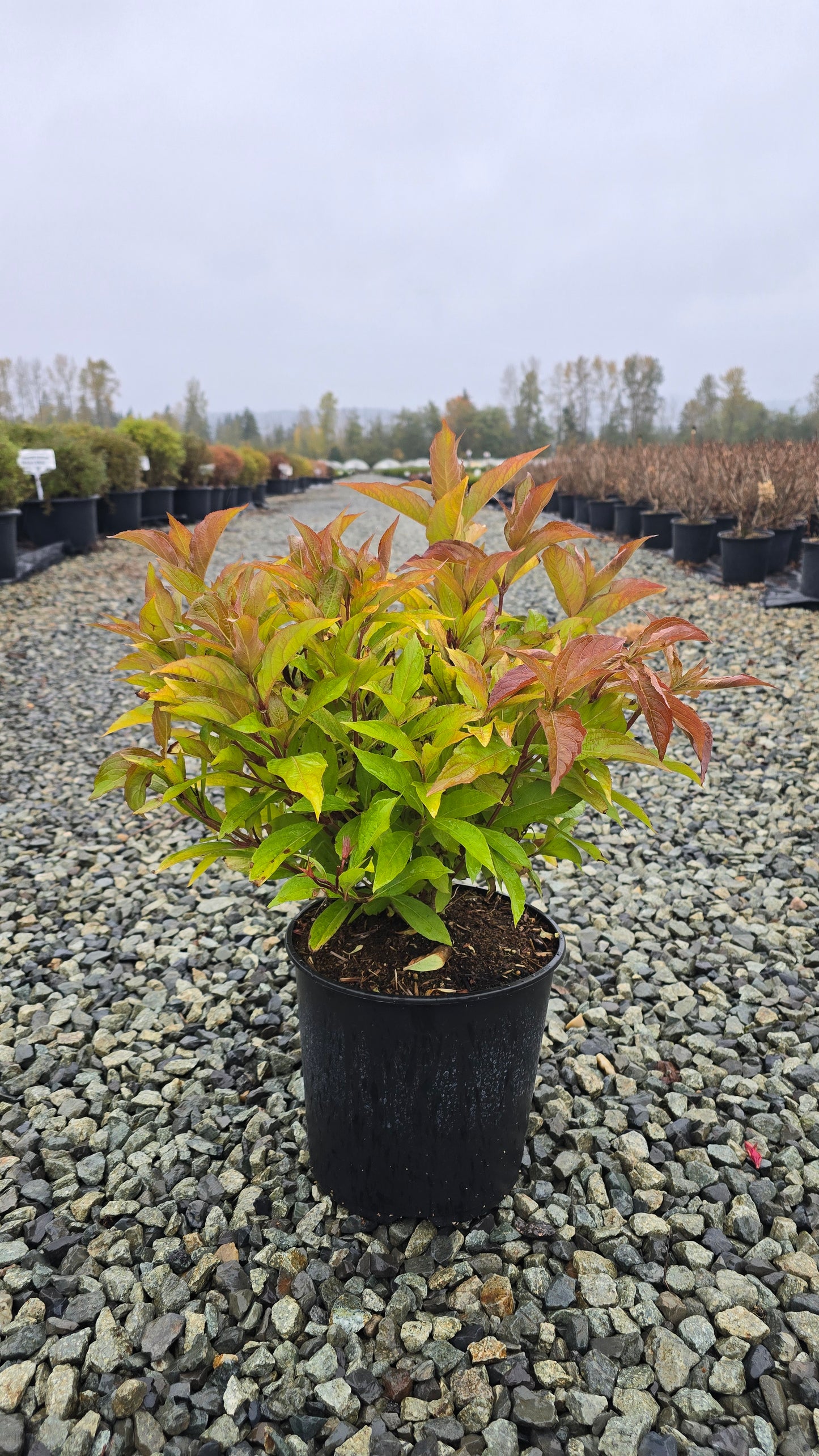 Weigela hybrid Prism™ Sunset