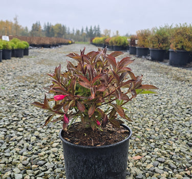 Minuet Weigela