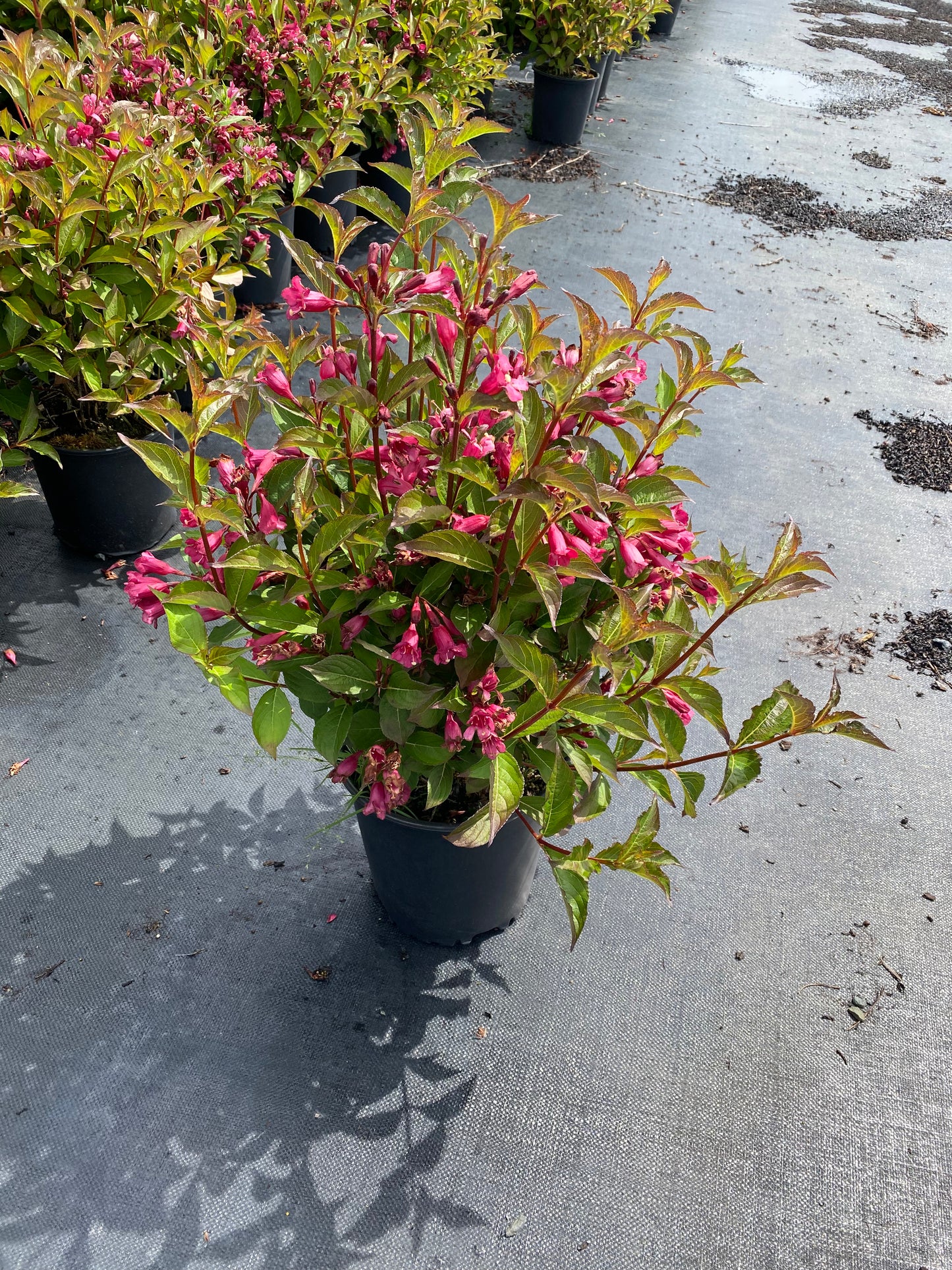 Weigela florida 'All Summer Red' ('Slingco1')