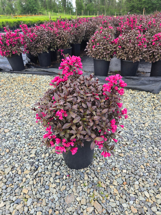 Weigela florida 'Minor Black'