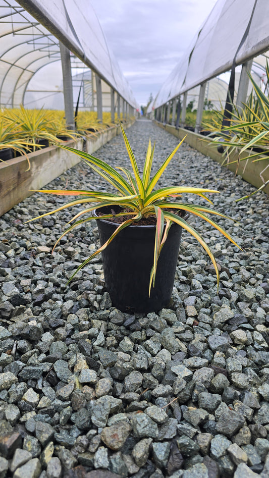 Yucca filamentosa 'Color Guard'