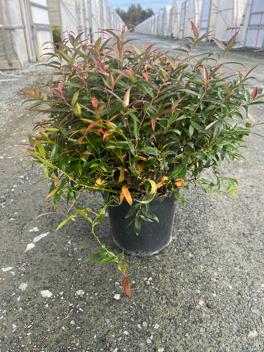 Viburnum Hybrid Moonlit Lace® ('SpG-3-24')