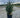 Black Hills Spruce